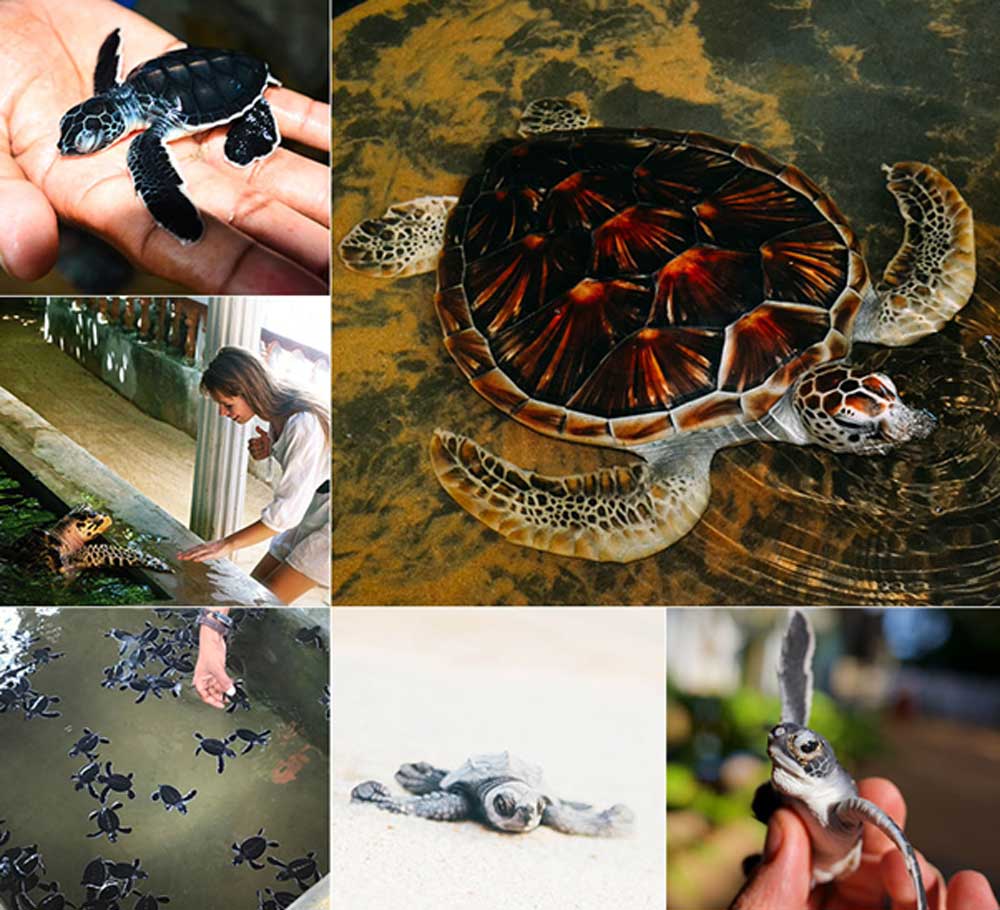 turtle hatchery