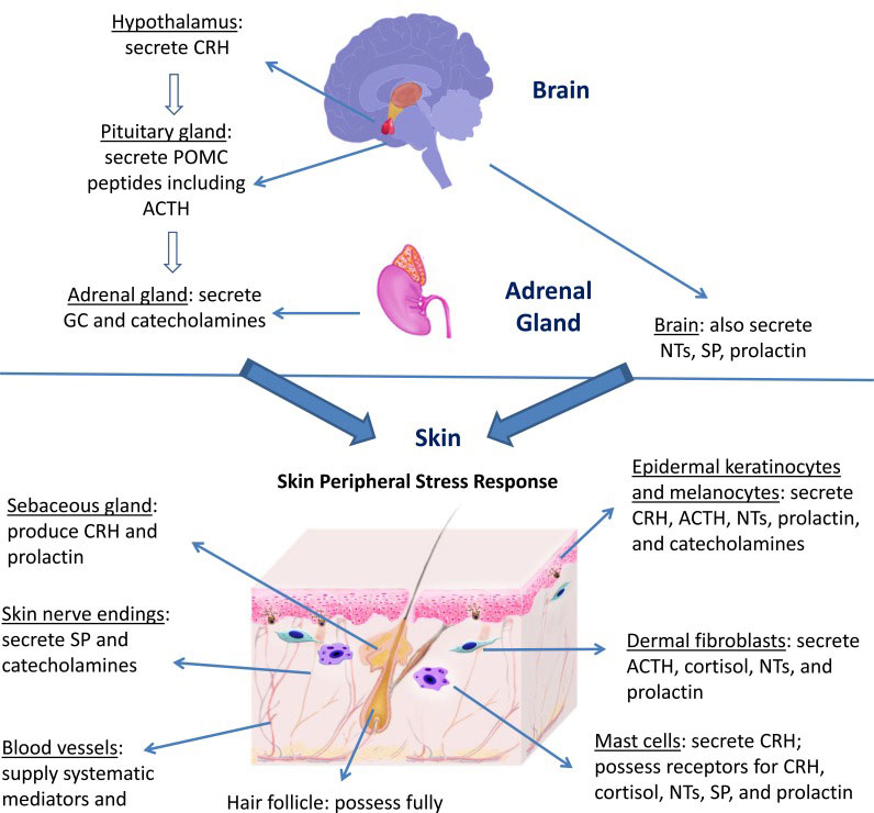 figure 1 stress