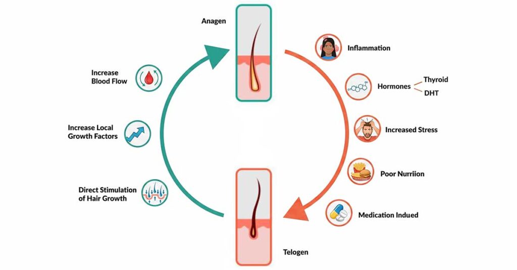 anagen to telogen vs. telogen to anagen phase.