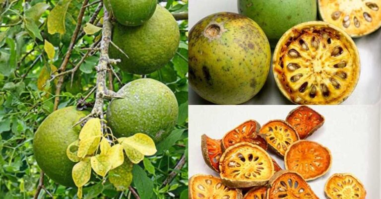 Beli fruit