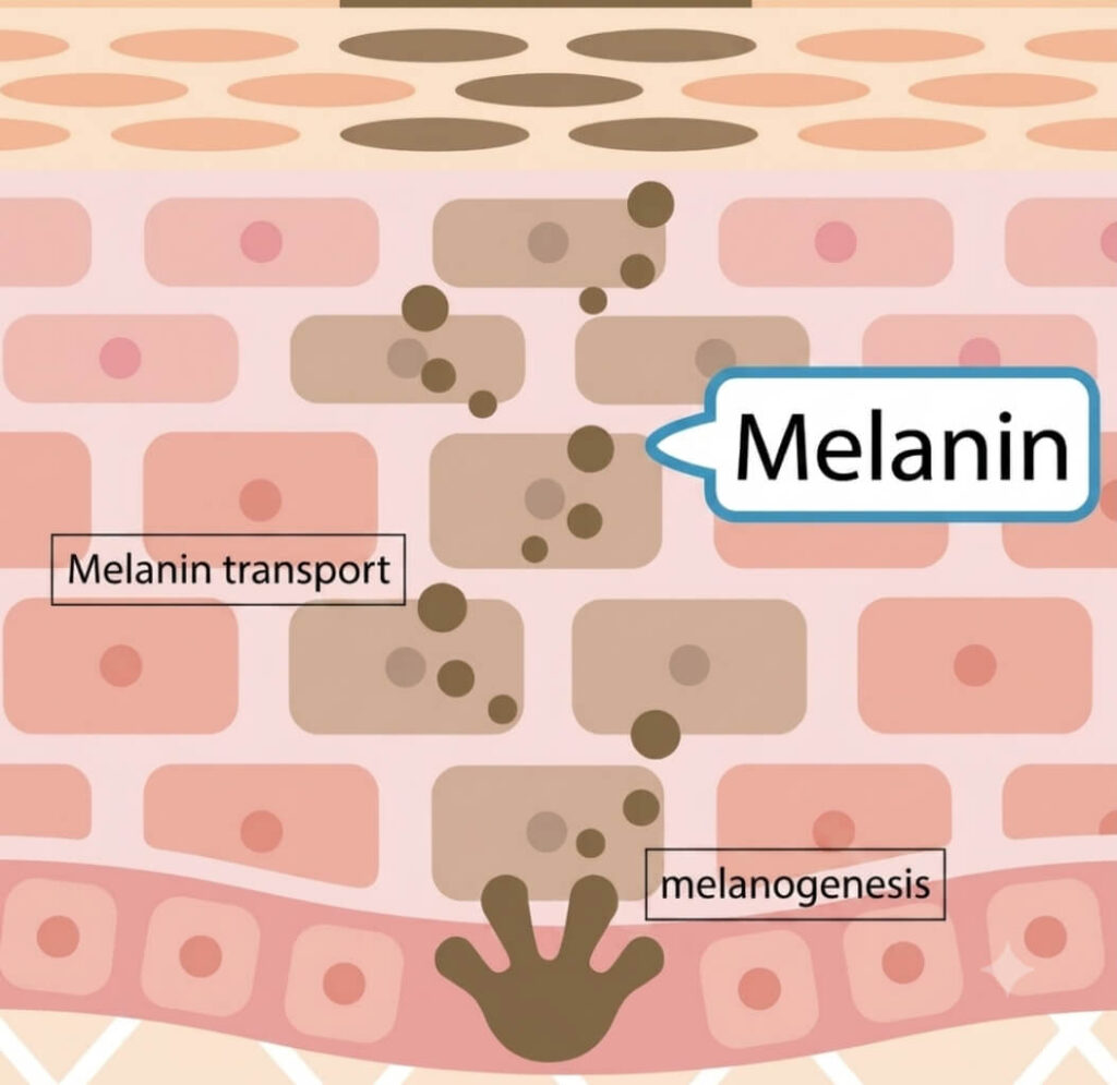 pigmentation