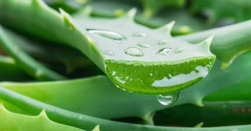 Aloe Vera