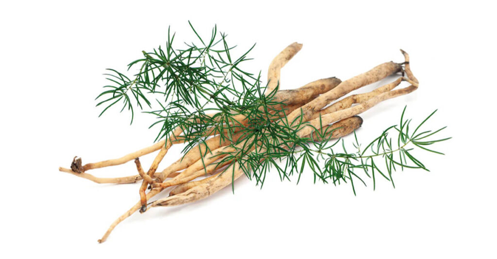 Asparagus racemosus